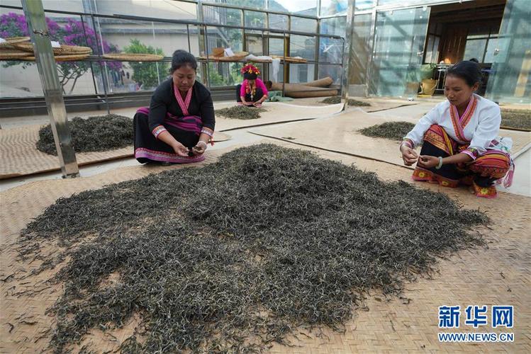 布朗山布朗族乡老曼峨寨村民在村里的茶叶初制厂挑拣晾晒茶叶(6 313